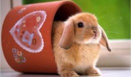 兔子化妆爆料视频